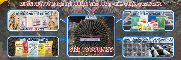 Công nghệ sản xuất giống tôm rảo (tôm đất) Metapenaeus ensis (VN0500 ...